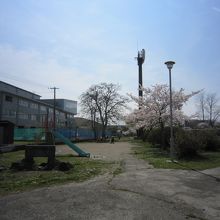 遊戯施設と桜