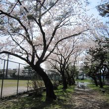 桜と野球場