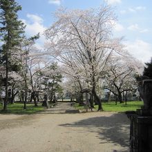 神社境内桜と奥は諏訪公園