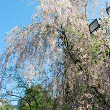 公園入り口のしだれ桜