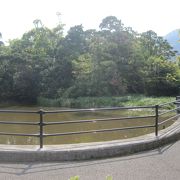 様々な植物が茂る小さな島