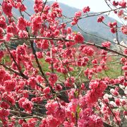 花桃まつり、最高です！