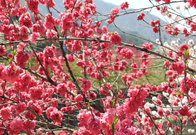 花桃まつり、最高です！