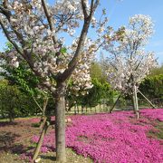 いろいろなお花が咲いています