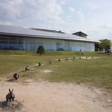 ウサギがこちらに向かって！