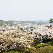 遠くに日本海を望む