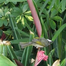 小道では、手の届きそうな所に小鳥が。