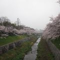 名古屋の桜はここが一番
