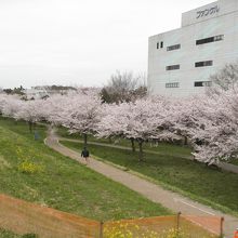 利根運河の土手から公園の桜が見下ろせます