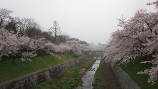 名古屋の桜はここが一番