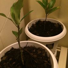 招霊（おがたま）の木です(^_^)