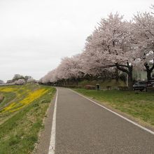 満開の桜と土手の黄色い菜の花