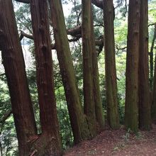 七本杉です！