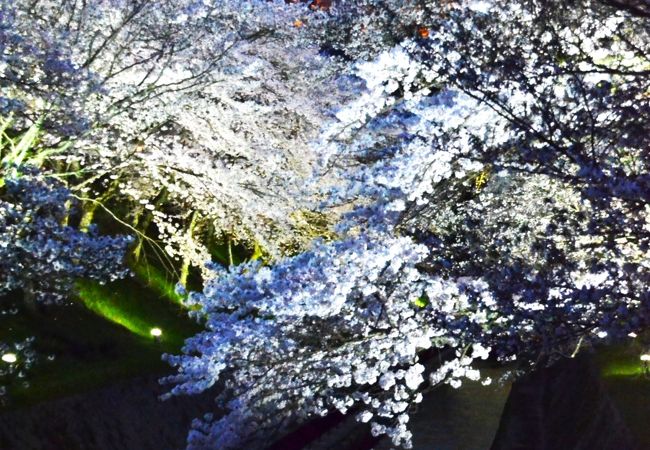 琵琶湖疏水と三井寺のライトアップ