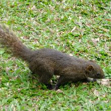 リスに出会えます。