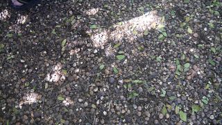 生のマカダミアナッツ