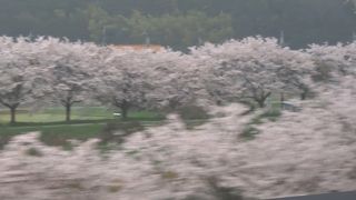 長くて美しい桜並木