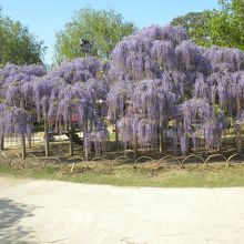 見頃の庭木仕立て？の藤です
