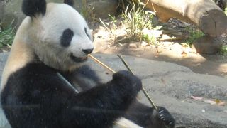 久々にパンダに会えました　