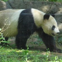 リーリーは園内をぐるぐるしていました