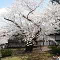 いつもの年より10日も早い満開の桜を堪能しました