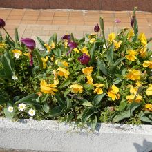 お花が咲いています