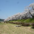 足にはつらいが、満開の桜にそれ以上の感動