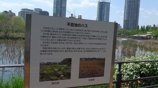 今も昔も不忍池の景色は変らないですが回りはどんどん変わって行きます