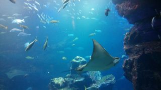 京都だからこその展示もあって楽しい