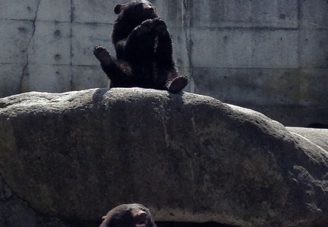 奥飛騨クマ牧場 クチコミ アクセス 営業時間 福地温泉 新平湯温泉 フォートラベル