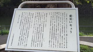 震災いちょうが有ります、このイチョウの木、関東大震災によって一面焼け野原となった都心で、奇跡的に生き残ったイチョウとの事で、当時の人々にとっての復興へのシンボルとして位置付けられているとの事です。