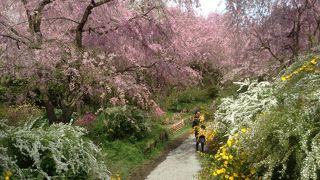 数百本の枝垂れ桜、吉野ツツジ、ボケなど百花繚乱の競演が圧巻です。