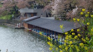 さくらを見ながらのボートは最高です！