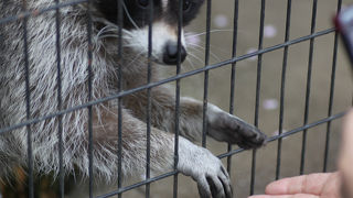 動物少ないけど