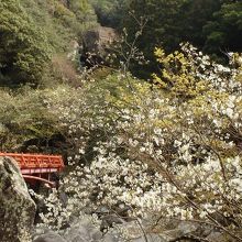 滝見橋と山桜