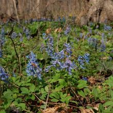 エゾエンゴサク