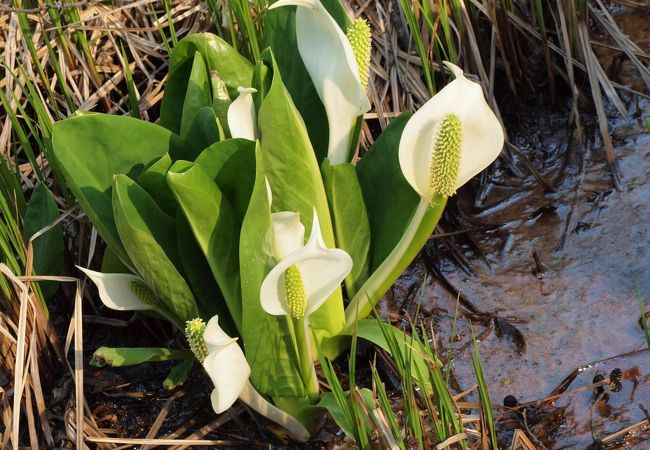 住宅街の一角に可憐な水芭蕉が群生！！