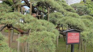 浜離宮庭園にある樹齢300年の松