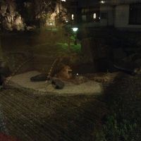 夜にきつねが訪問