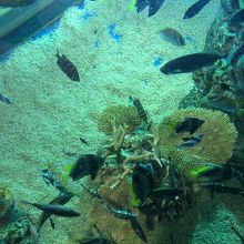 足元が水槽‼︎