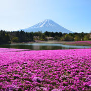 富士山が見えて芝桜がある程度咲いているときがベスト