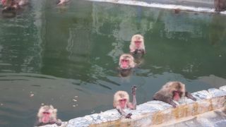 猿が温泉に入る姿を見に函館市熱帯植物園