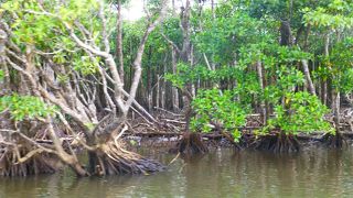 両岸域ともにマングローブ林々