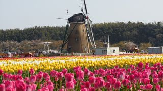 風車とチューリップでステレオタイプ的なオランダ風景