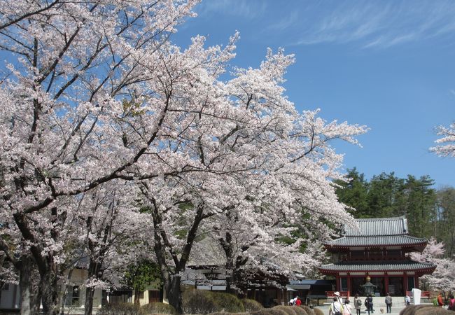蓼科山聖光寺桜祭り クチコミ アクセス 営業時間 茅野 フォートラベル 蓼科山聖光寺桜祭り クチコミ アクセス 営業時間 茅野 フォートラベル