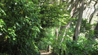 森林浴遊歩道から続く気持ちの良い道