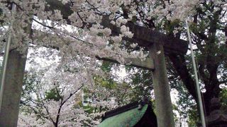 満開の桜がキレイ
