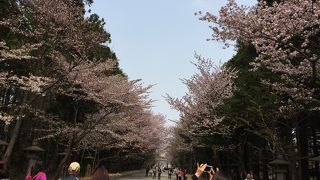 桜と梅のコラボが楽しめます