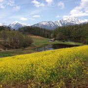 春は菜の花の黄色の絨毯、夏は白いソバの花