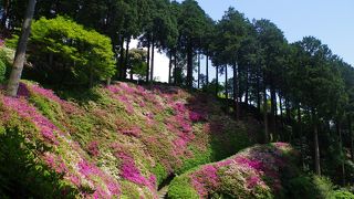 つつじともみじの寺(大興善寺 春)